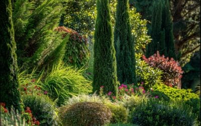 Arbres et Arbustes : Sélection et soins pour structurer votre jardin