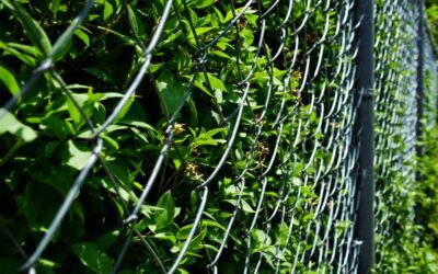 Bien choisir sa clôture en grillage pour votre jardin : sécurité et esthétisme à l’unisson