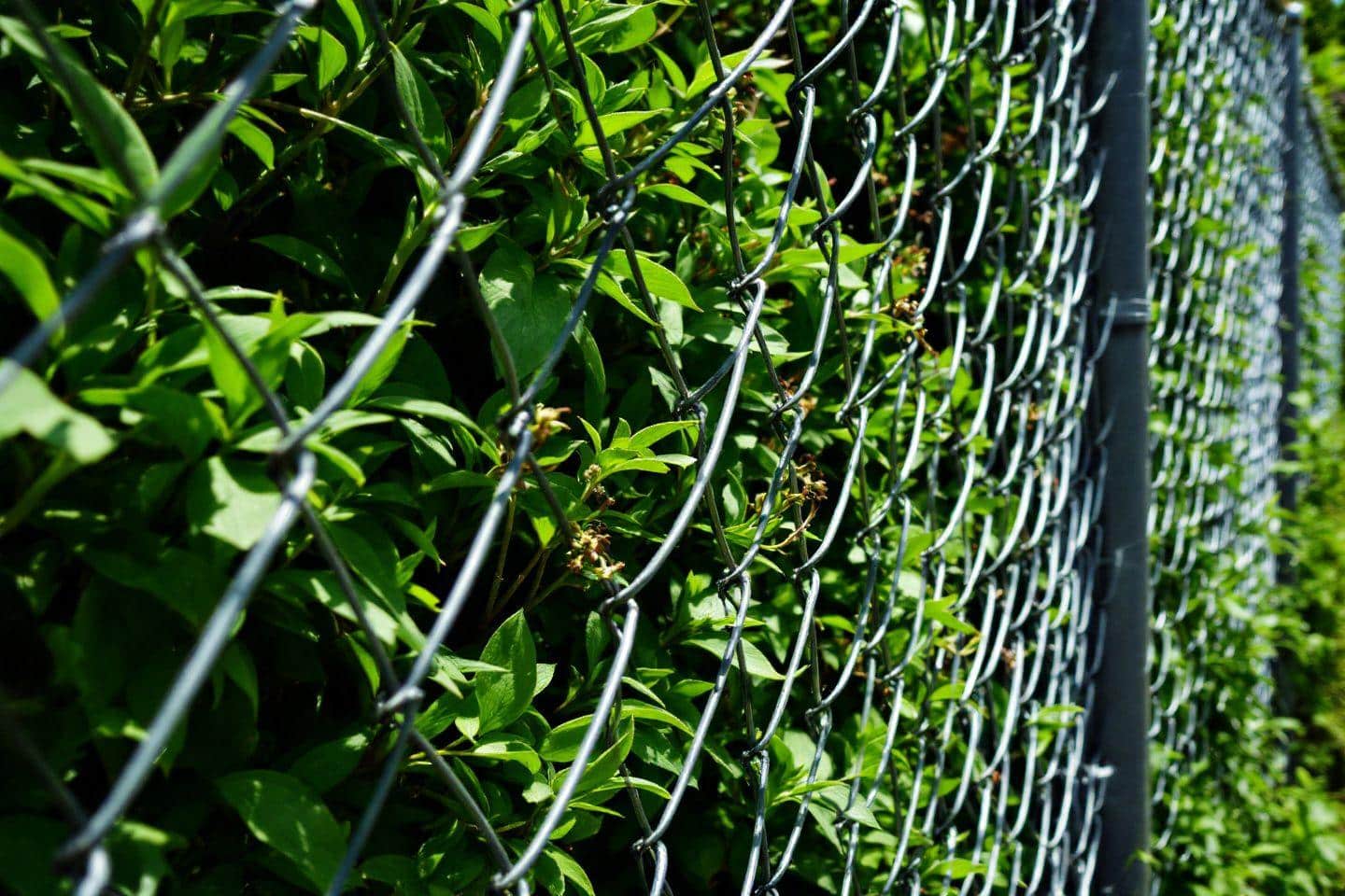 Bien choisir sa clôture en grillage pour votre jardin : sécurité et esthétisme à l’unisson
